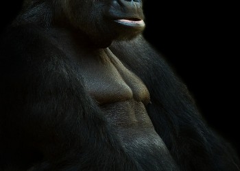 gorilla-625286_1280
